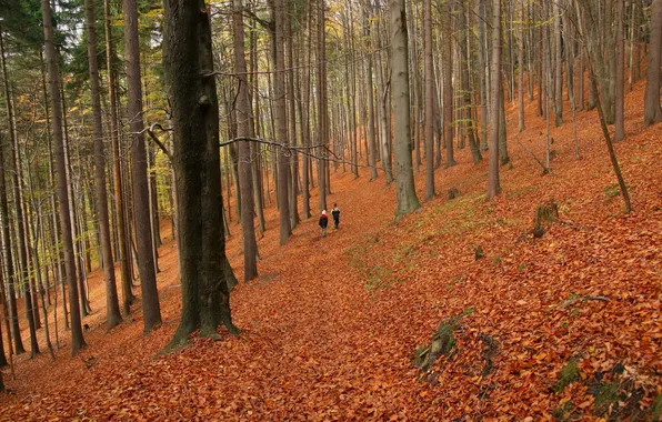 Autumn, forest, walk