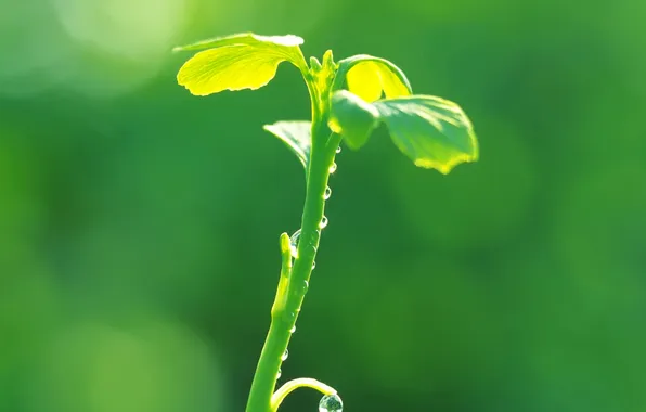 Picture leaves, drops, Rosa, plant, stem