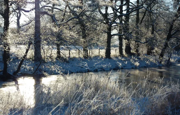 Picture winter, grass, snow, trees, river, the fence, Sunny
