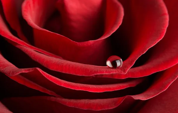 Picture rose, drop, petals, Bud