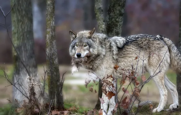 Nature, background, wolves