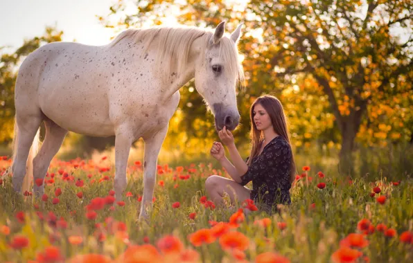 Picture summer, girl, horse, Maki