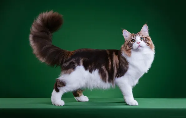 Cat, cat, look, pose, kitty, muzzle, cute, is
