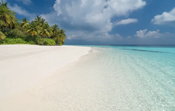Picture sea, beach, summer, landscape, palm trees