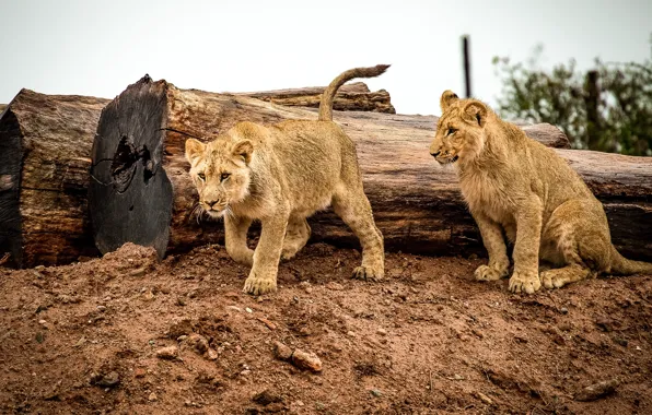 Predator, Leo, trunk, lioness, big cat