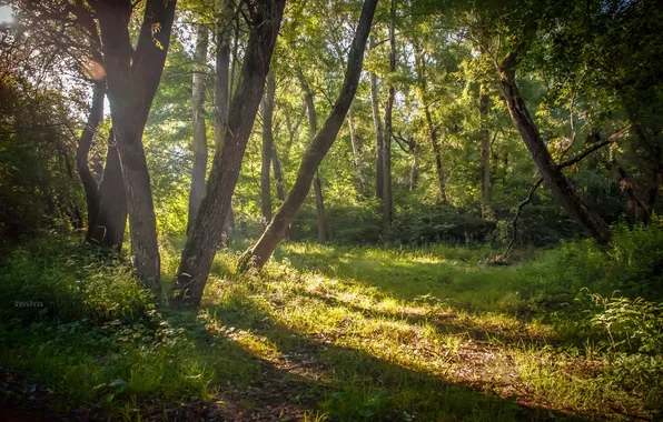 Picture forest, rays, nature, dawn, morning, covert, Marina Fadeeva