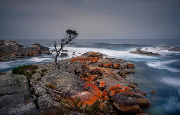Picture sea, tree, shore, Tasmania, Binalong Bay