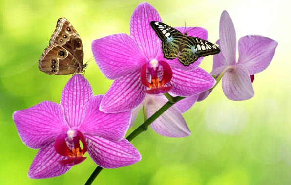 Picture greens, butterfly, glare, background, stem, orchids, flowers