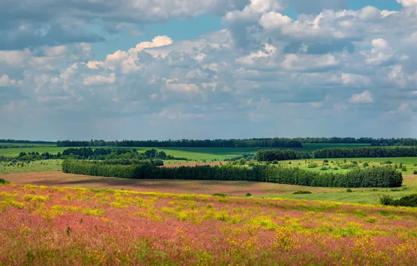 Field, forest, clouds, flowers
