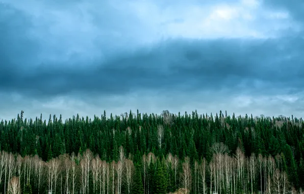 Picture forest, the sky, nature