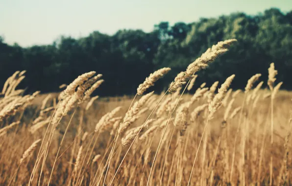 Picture field, grass, nature, ears