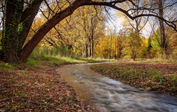 Autumn, nature, river