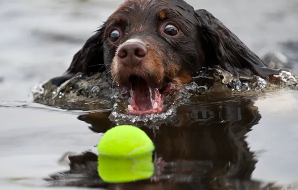Water, the ball, dog