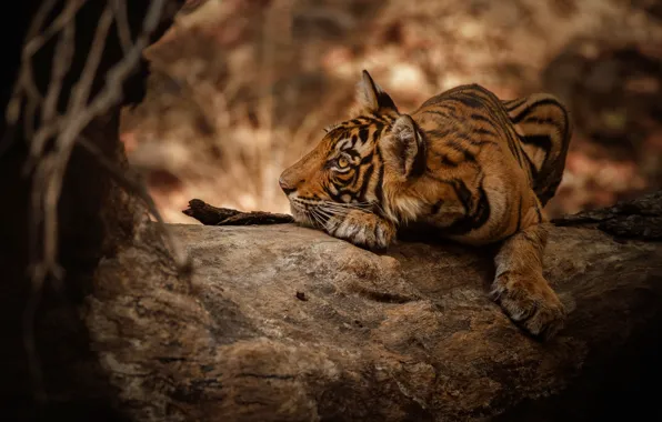 Picture look, face, trees, nature, tiger, pose, lies, log