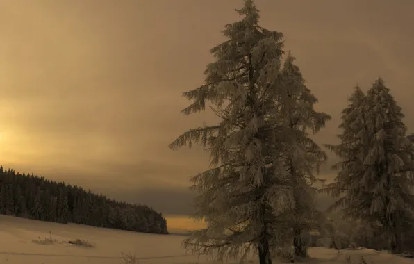 Forest, snow, mountains, the evening, Czech Republic, Bohemia, Sumava national Park, the surroundings of Borová …