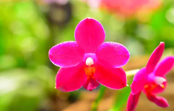 Macro, petals, Orchid