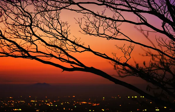 Picture the sky, sunset, branches, the city, lights, tree, mountain, silhouette