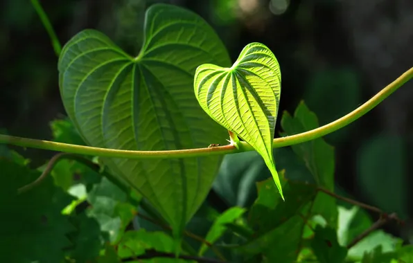 Leaves, nature, heart, plant