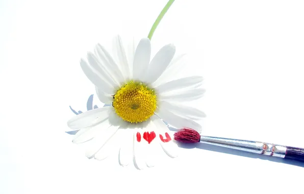 Picture white, heart, Daisy, brush, I love you