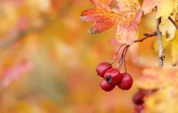 Picture autumn, Hawthorn berries, Hawthorn
