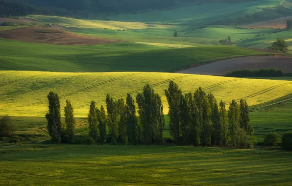 Greens, field, summer, light, trees, green, strip, hills