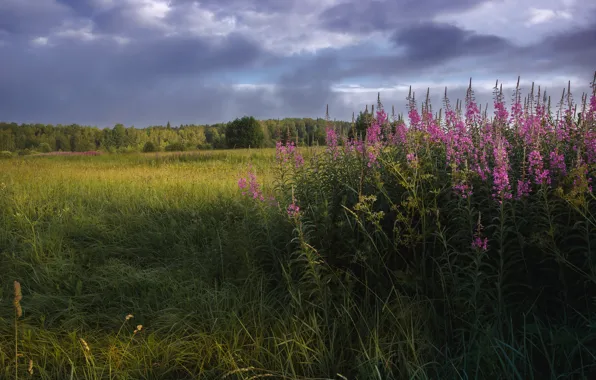 Field, the sky, flowers, Ivan-tea
