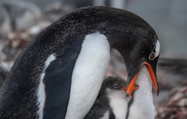 Picture birds, penguins, Antarctica, Chicks, feeding, Papuan Penguin