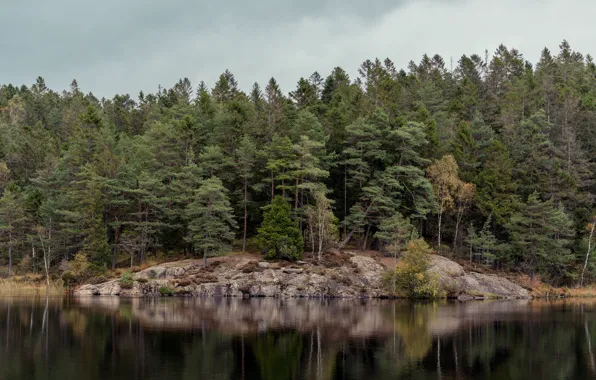 Picture forest, the sky, trees, clouds, nature, lake, overcast, Sweden