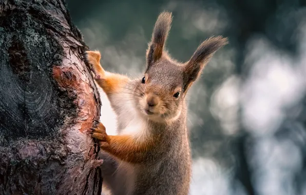 Picture nature, animal, protein, trunk, bokeh, animal, rodent