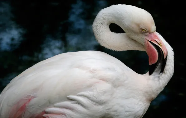 Water, pose, the dark background, bird, Flamingo, pond, neck