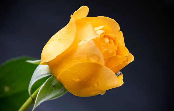 Flower, drops, rose, yellow