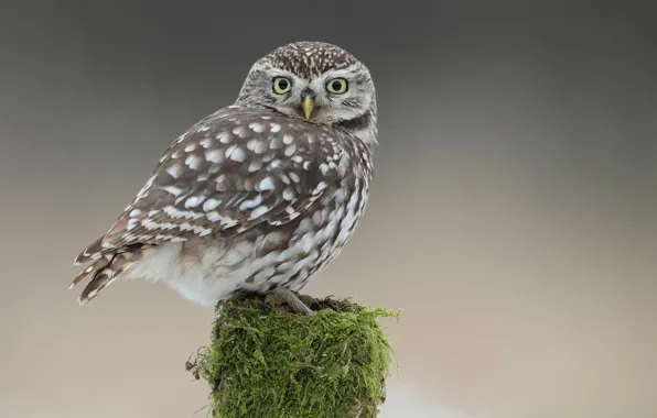 Picture owl, bird, moss, stump, tail, owlet