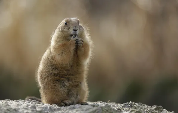 Picture background, stand, marmot, rodent, baybak, steppe