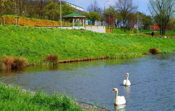 White, swan, bird, water, lake, swim