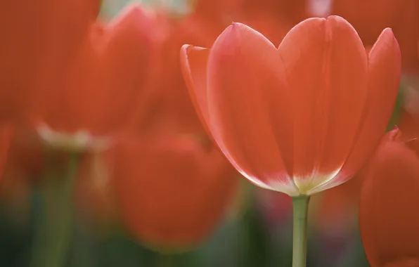 Field, macro, flowers, petals, tulips, red, red, field