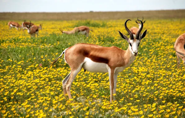 Savannah, savanna, yellow flowers, antelope, yellow flowers, antelope