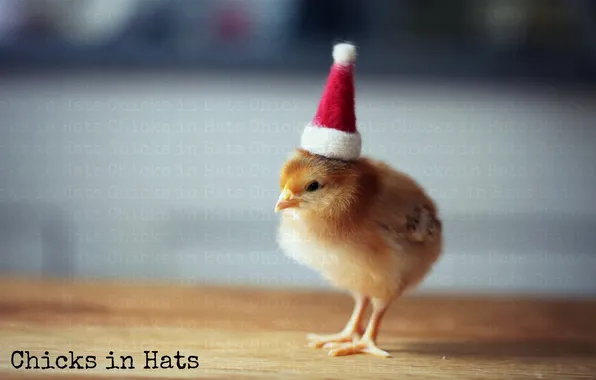 Picture background, hat, chicken