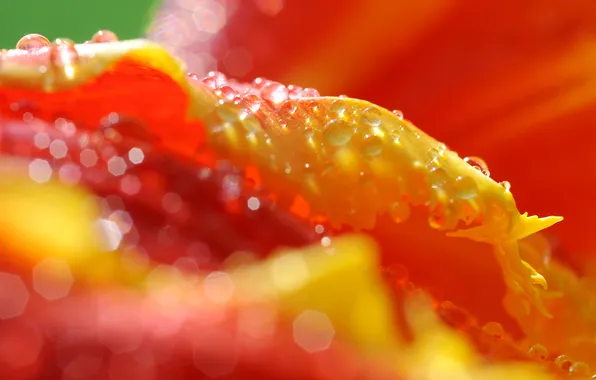 Flower, drops, red, Tulip
