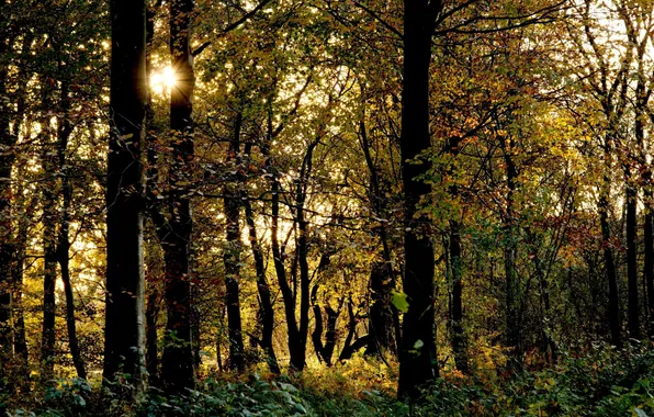 Forest, trees, sunlight