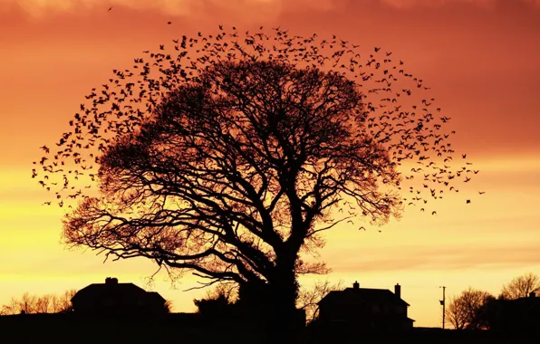 TREE, The SKY, SUNSET, BRANCHES, HOME, PACK, BIRDS, DAWN