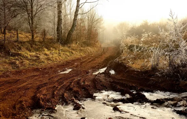 Picture road, light, fog