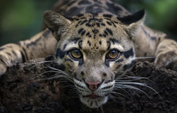 Look, face, wild cat, Clouded leopard