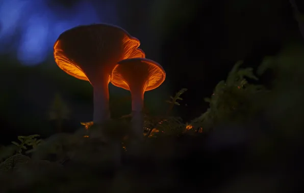 Autumn, leaves, light, nature, the dark background, mushrooms, mushroom, a couple