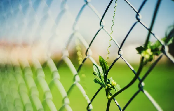 Leaves, macro, background, mesh, widescreen, Wallpaper, the fence, blur