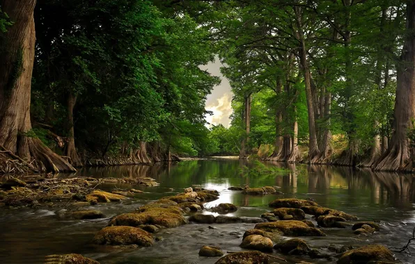 Forest, river, trees, nature, rocks