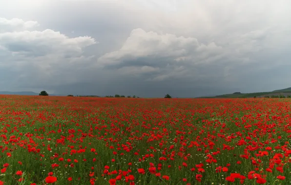 Field, summer, the sky, flowers, clouds, overcast, Maki, dal