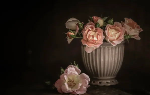 Background, roses, vase, buds