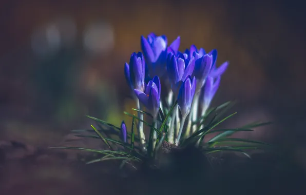 Picture flowers, blue, the dark background, glade, spring, crocuses