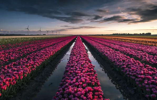 Picture flowers, spring, tulips
