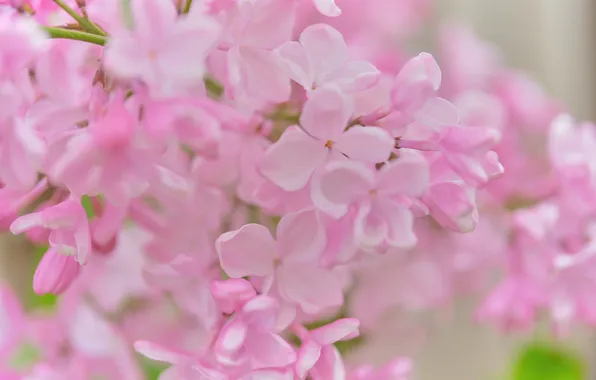 Macro, flowers, blur, branch, spring, pink, flowering, blur
